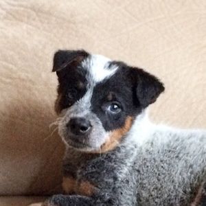 Meet your Posher, Riley